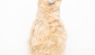 Medium Plush Alpaca in Champagne