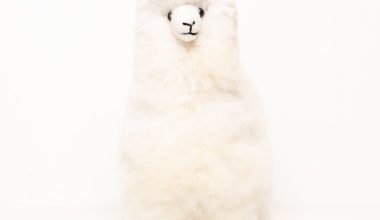 Medium Plush Alpaca in White