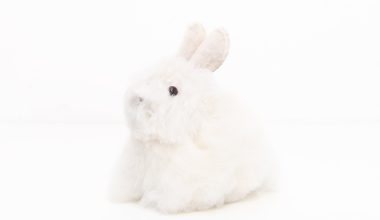 Alpaca Stuffed Bunny in White