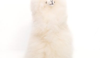 Medium Llama in White