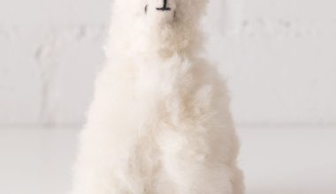 Small Llama in White
